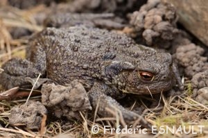 Crapaud commun (Bufo bufo)