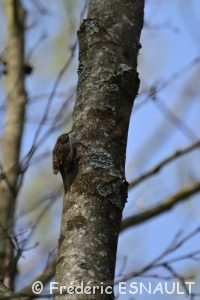 Grimpereau des jardins (Certhia brachydactyla)
