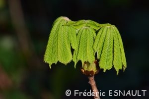 Marronnier commun (Aesculus hippocastanum)