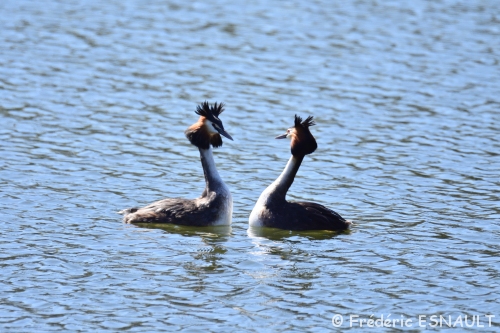 Grèbe huppé (Podiceps cristatus)