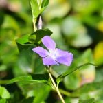 Grande pervenche (Vinca major)