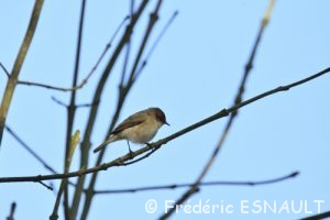 Le Pouillot véloce (Phylloscopus collybita)