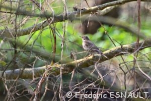 Grive draine (Turdus viscivorus)