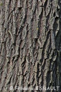 Le Saule commun (Salix alba)