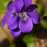 La Violette odorante (Viola odorata)