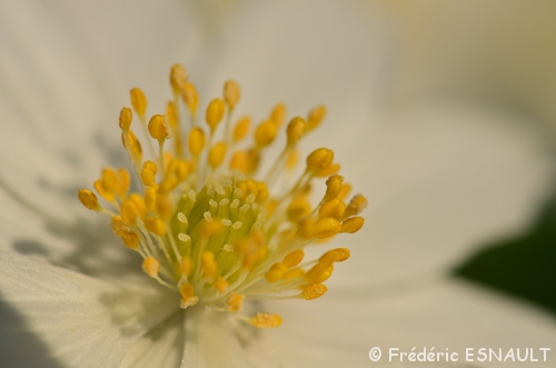 Anémone des bois (Anemone nemorosa)