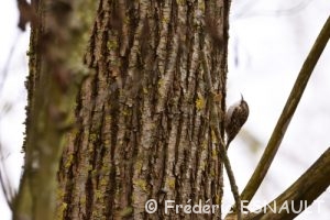 Grimpereau des jardins (Certhia brachydactyla)