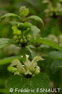 L’Ortie blanche ou Lamier blanc (Lamium album)