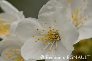 La fleur du Merisier (Prunus avium)