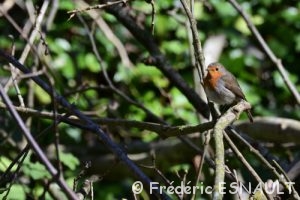Rougegorge familier (Erithacus rubecula)