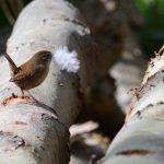 Le Troglodyte mignon (Troglodytes troglodytes)
