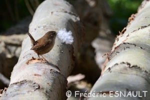 Le Troglodyte mignon (Troglodytes troglodytes)