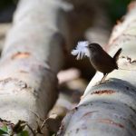 Le Troglodyte mignon (Troglodytes troglodytes)