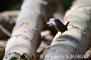 Le Troglodyte mignon (Troglodytes troglodytes)