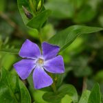 La Grande pervenche (Vinca major)
