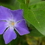 La Grande pervenche (Vinca major)