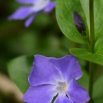 La Grande pervenche (Vinca major)