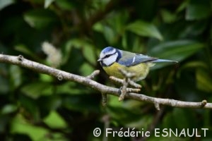 Mésange bleue (Cyanistes caeruleus)