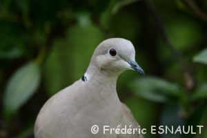 Tourterelle turque (Streptopelia decaocto)