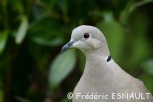 Tourterelle turque (Streptopelia decaocto)