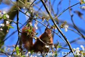 L'Écureuil roux (Sciurus vulgaris)