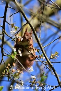 L'Écureuil roux (Sciurus vulgaris)