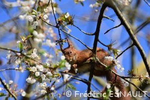 L'Écureuil roux (Sciurus vulgaris)