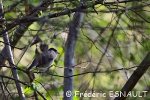 Fauvette à tête noire (Sylvia atricapilla)