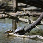 Tortue de Floride (Trachemys scripta elegans)