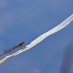 Brunette hivernale ou leste brun (Sympecma fusca)