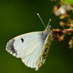 L'Aurore (Anthocharis cardamines)