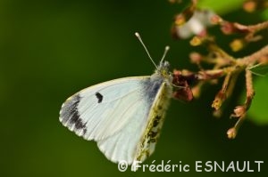 L'Aurore (Anthocharis cardamines)