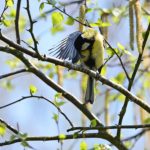 La Mésange charbonnière (Parus major)