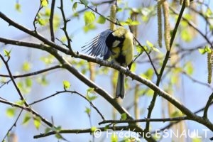 La Mésange charbonnière (Parus major)