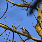 Le Pic épeiche (Dendrocopus major)