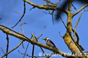 Le Pic épeiche (Dendrocopus major)