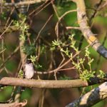La Fauvette à tête noire (Sylvia atricapilla)