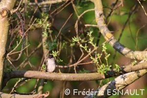 La Fauvette à tête noire (Sylvia atricapilla)