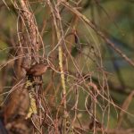 Le Troglodyte mignon (Troglodytes Troglodytes)