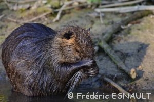Ragondin (Myocastor coypus)