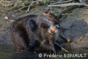 Ragondin (Myocastor coypus)