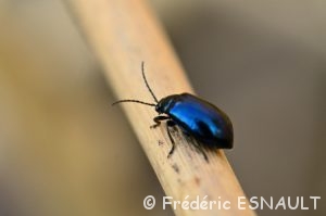 Galéruque de l'Aulne (Agelastica alni)