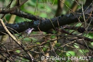 Fauvette à tête noire (Sylvia atricapilla)