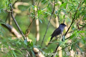 Fauvette à tête noire (Sylvia atricapilla)