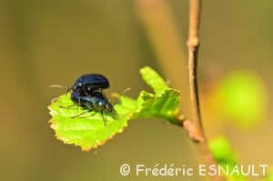Galéruque de l'Aulne (Agelastica alni)