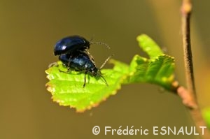 Galéruque de l'Aulne (Agelastica alni)