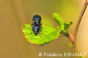 Galéruque de l'Aulne (Agelastica alni)