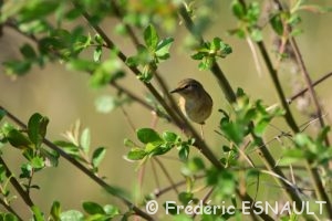 Pouillot véloce (Phylloscopus collybita)