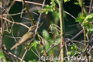 Pouillot véloce (Phylloscopus collybita)