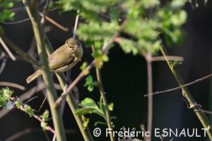 Pouillot véloce (Phylloscopus collybita)